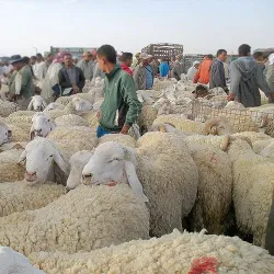 Local Markets of Relizane - Relizane
