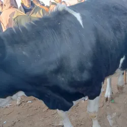 Local Markets of Relizane - Relizane