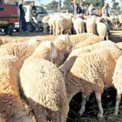 Local Markets of Relizane - Relizane