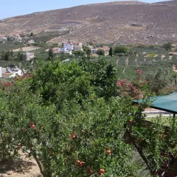Nearby Olive Groves and Agricultural Tours - Relizane
