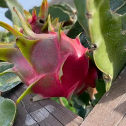 Nearby Olive Groves and Agricultural Tours - Relizane