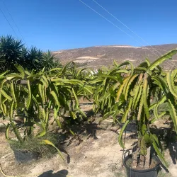 Nearby Olive Groves and Agricultural Tours - Relizane