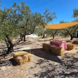 Nearby Olive Groves and Agricultural Tours - Relizane