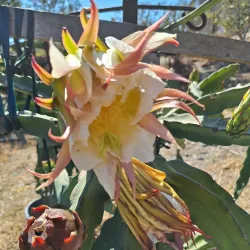 Nearby Olive Groves and Agricultural Tours - Relizane