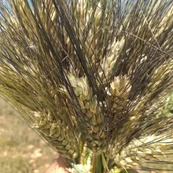 Oued Rhiou Natural Park - Relizane