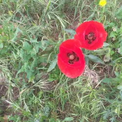 Oued Rhiou Natural Park - Relizane
