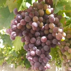 Oued Rhiou Natural Park - Relizane