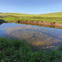 Tiffech Forest - Souk Ahras