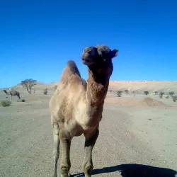 Tindouf Desert Landscape - Tindouf