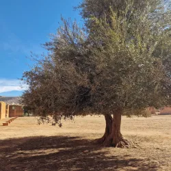 Mansoura Ruins - Tlemcen