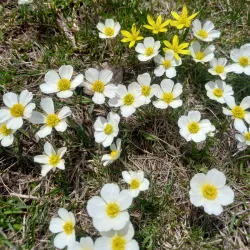 Llac de Tristaina - El Serrat