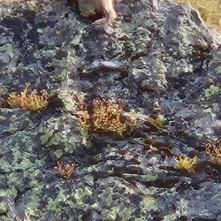 Llac de Tristaina - El Serrat
