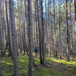 La Rabassa Forest - Sant Julia de Loria