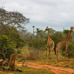 Parque Nacional da Quiçama (Quiçama National Park) - Cacuaco