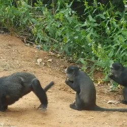 Parque Nacional da Quiçama (Quiçama National Park) - Cacuaco