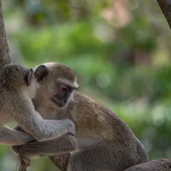 Parque Nacional da Quiçama (Quiçama National Park) - Cacuaco