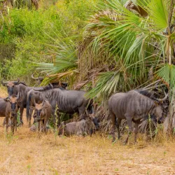 Parque Nacional da Quiçama (Quiçama National Park) - Cacuaco