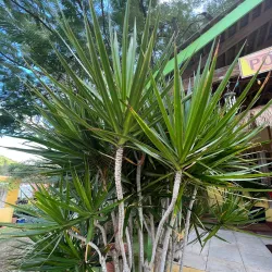 Anguilla Botanical Gardens - The Valley