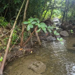 Fig Tree Drive - Bolands