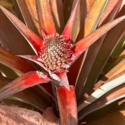 Antigua Black Pineapple Farm - Carlisle