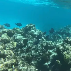 Cades Reef - English Harbour