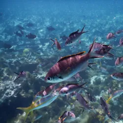 Cades Reef - English Harbour