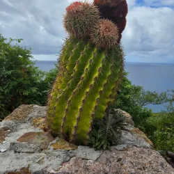 Shirley Heights - English Harbour