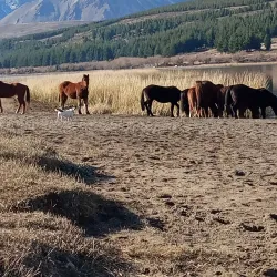 Estancia La Zeta - Alto Río Senguer
