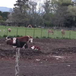 Balcarce Golf Club - Balcarce