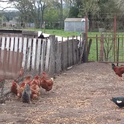 Balcarce Golf Club - Balcarce