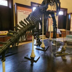 Museo de Ciencias Naturales - Balcarce