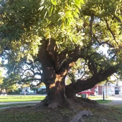 Plaza San Martín - Balcarce