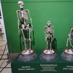 Museo de Ciencias Naturales - Bragado