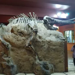 Museo de Ciencias Naturales - Bragado