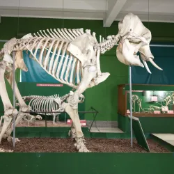 Museo de Ciencias Naturales - Bragado