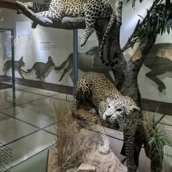 Museo de Ciencias Naturales - Bragado