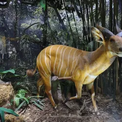 Museo de Ciencias Naturales - Bragado