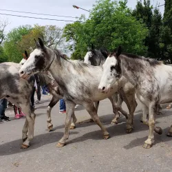 Parque General San Martín - Bragado
