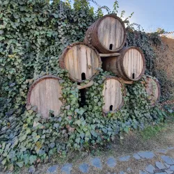 Bodega Nanni - Cafayate