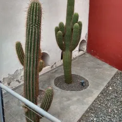 Ruta del Vino (Wine Route) - Cafayate