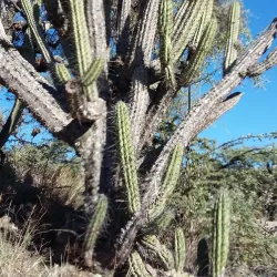 El Jumeal Dam and Reservoir - Catamarca