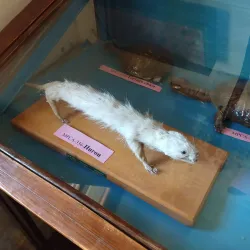 Museo Carlos Ameghino - Cutral-Có