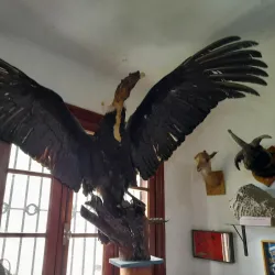 Museo Carlos Ameghino - Cutral-Có