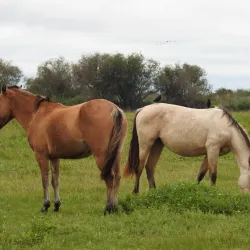 Reserva Natural La Rinconada - Cutral-Có