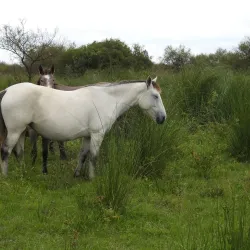 Reserva Natural La Rinconada - Cutral-Có