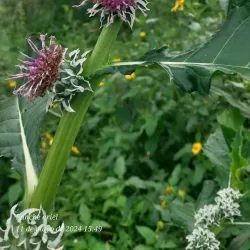 Reserva Natural La Rinconada - Cutral-Có