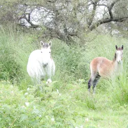 Reserva Natural La Rinconada - Cutral-Có