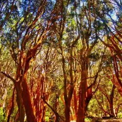 Arrayanes Forest - Las Vegas