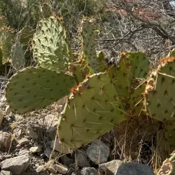 Hiking Trails Around Las Vegas - Las Vegas