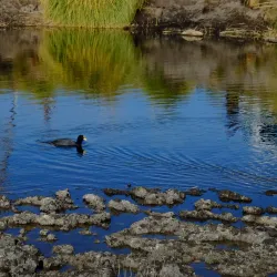Laguna Llancanelo - Malargüe